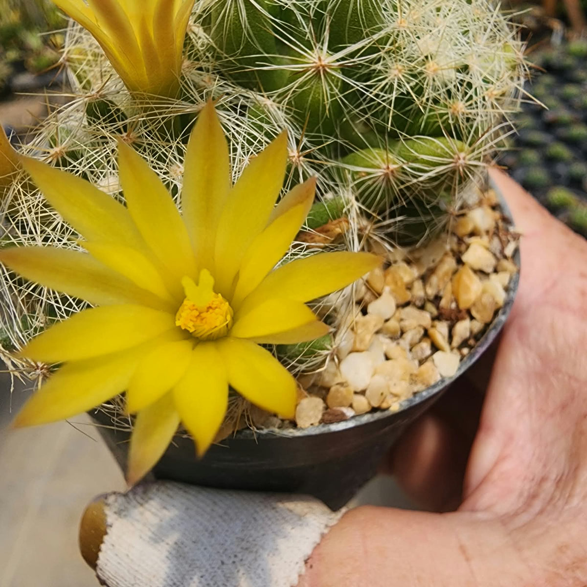 MAMMILLARIA BAUMII - Apolonia Grade