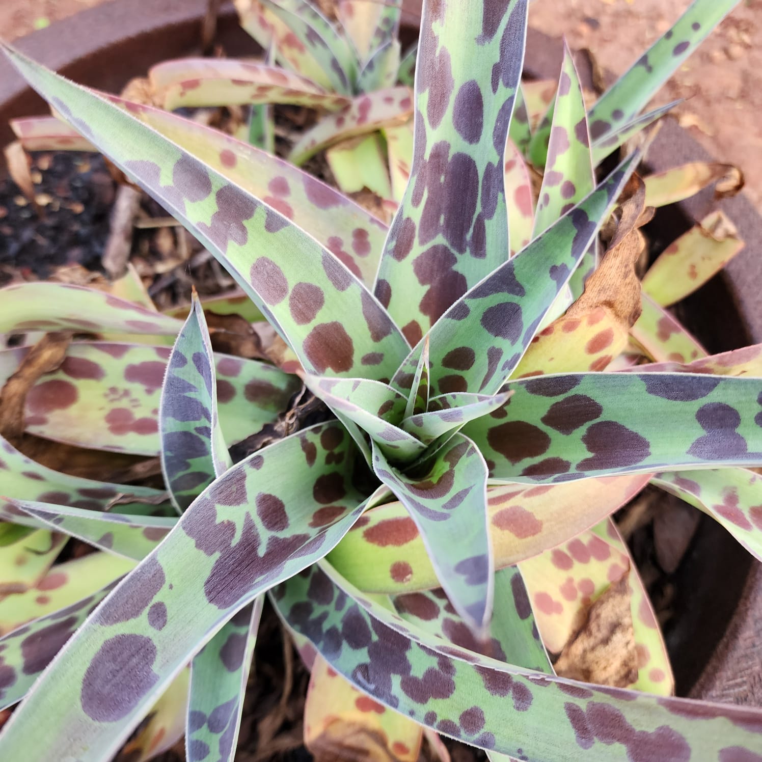 MANGAVE MACULATA PURPLE | SSP SCHIDIGERA - Apolonia Grade