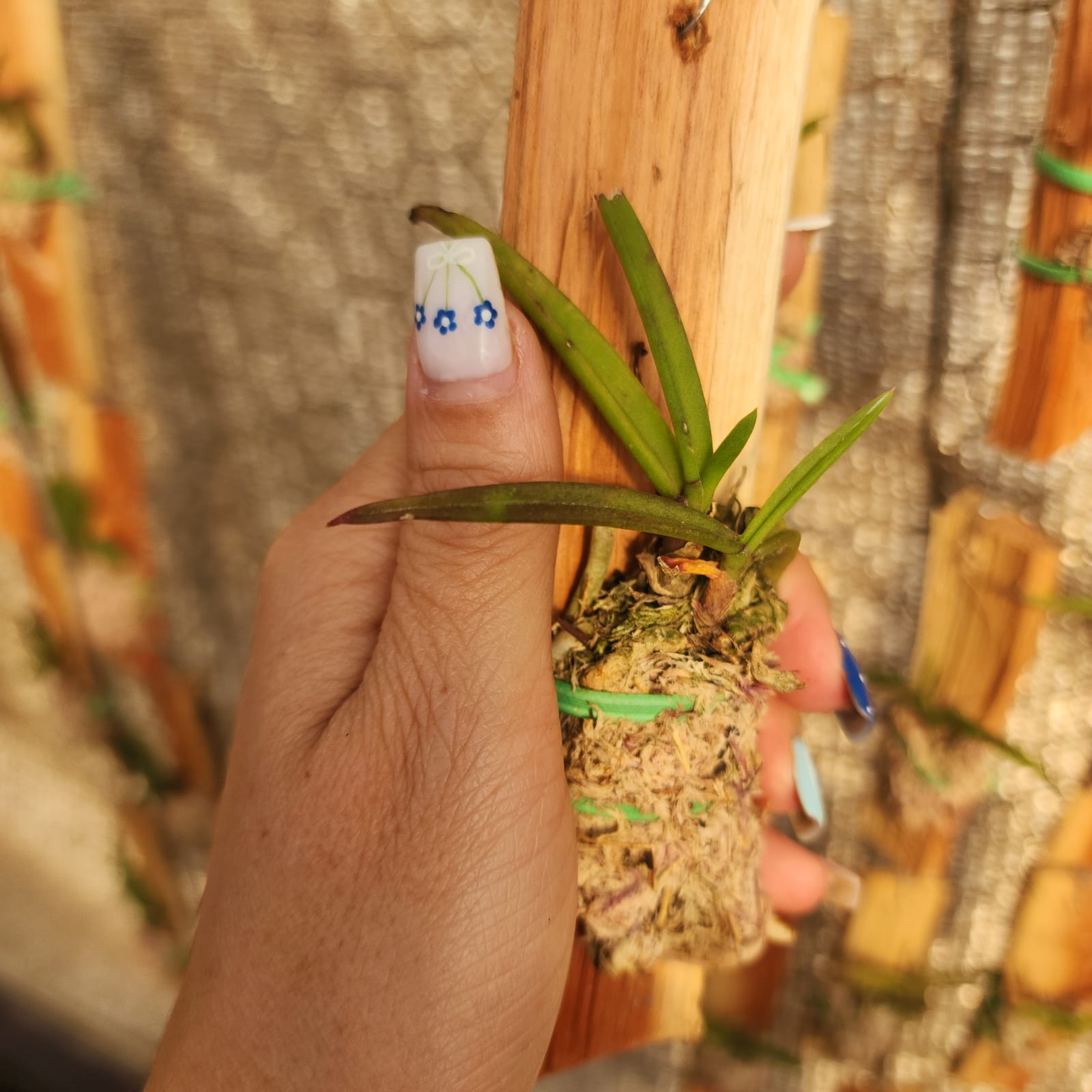 MICRO ORQUÍDEAS | Angraecum didierii - Apolonia Grade