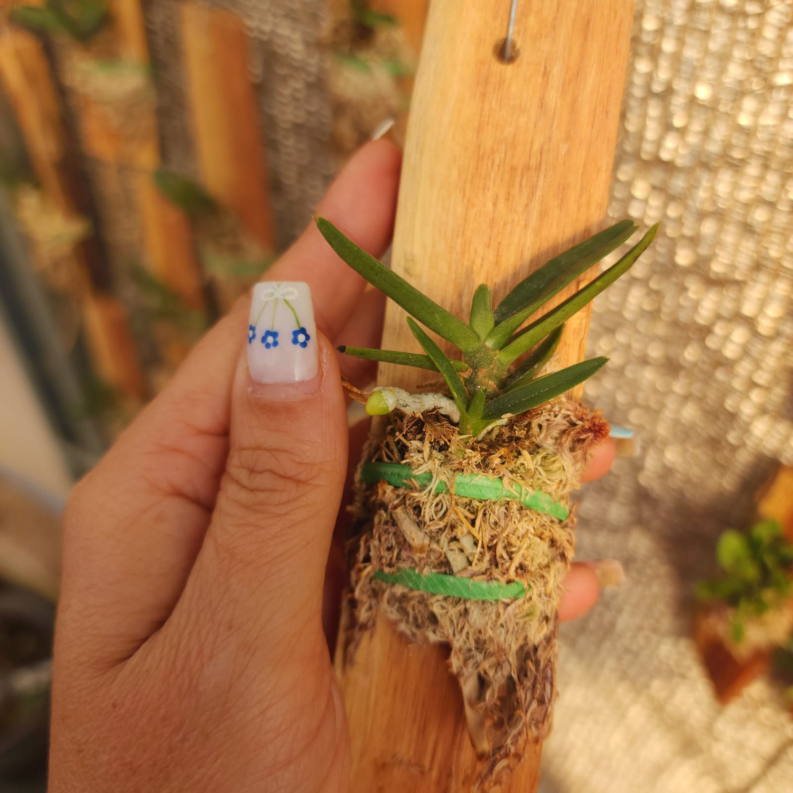MICRO ORQUÍDEAS | Bulbophyllum hirundinis - Apolonia Grade