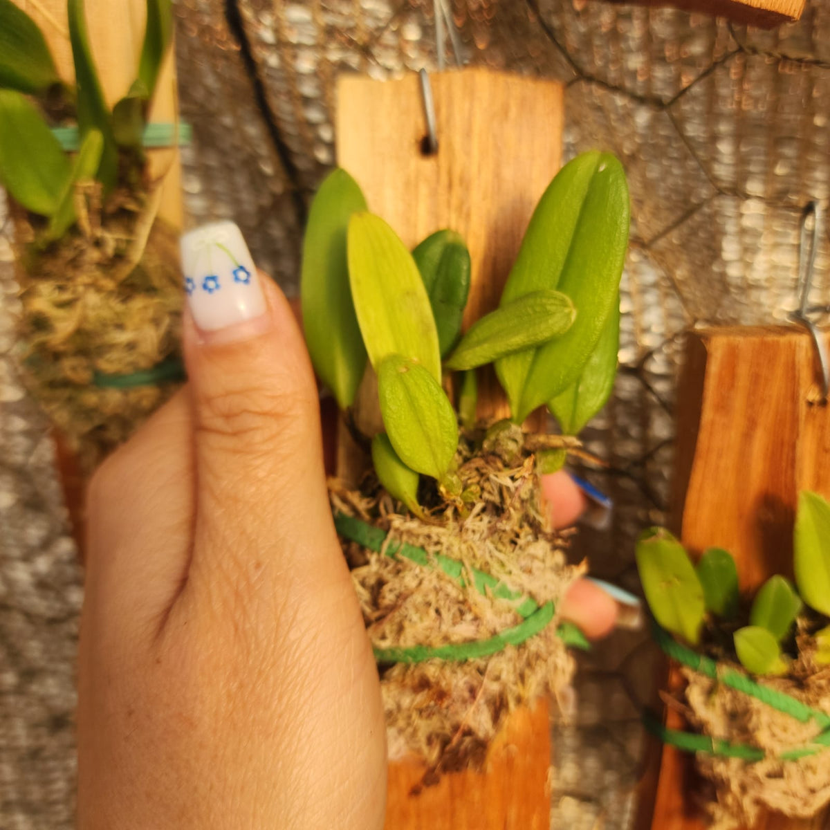 MICRO ORQUÍDEAS | Holcoglossum amesianum - Apolonia Grade