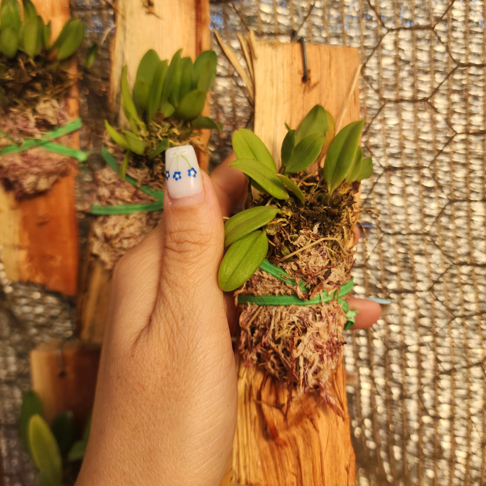 MICRO ORQUÍDEAS | Holcoglossum amesianum - Apolonia Grade
