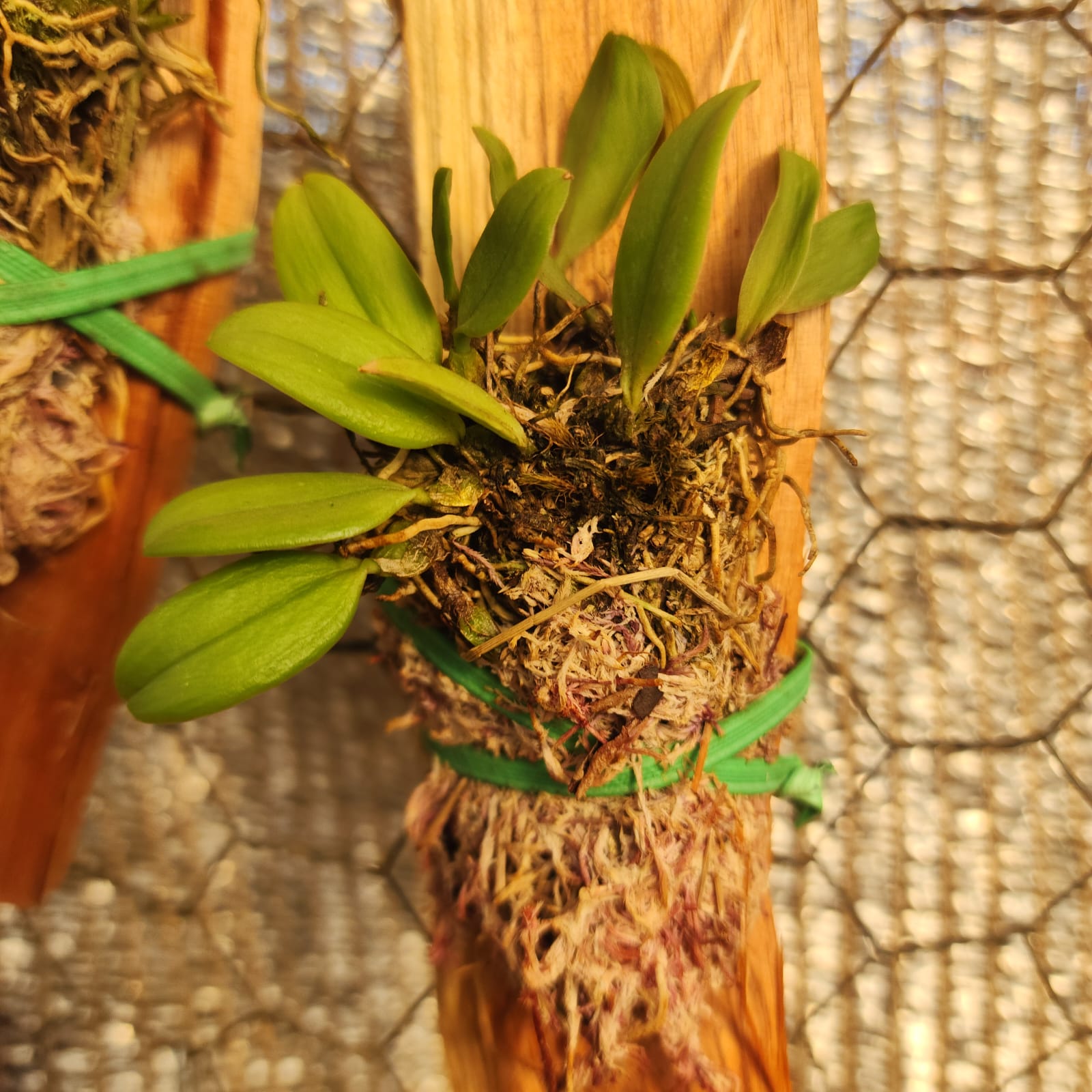 MICRO ORQUÍDEAS | Holcoglossum amesianum - Apolonia Grade