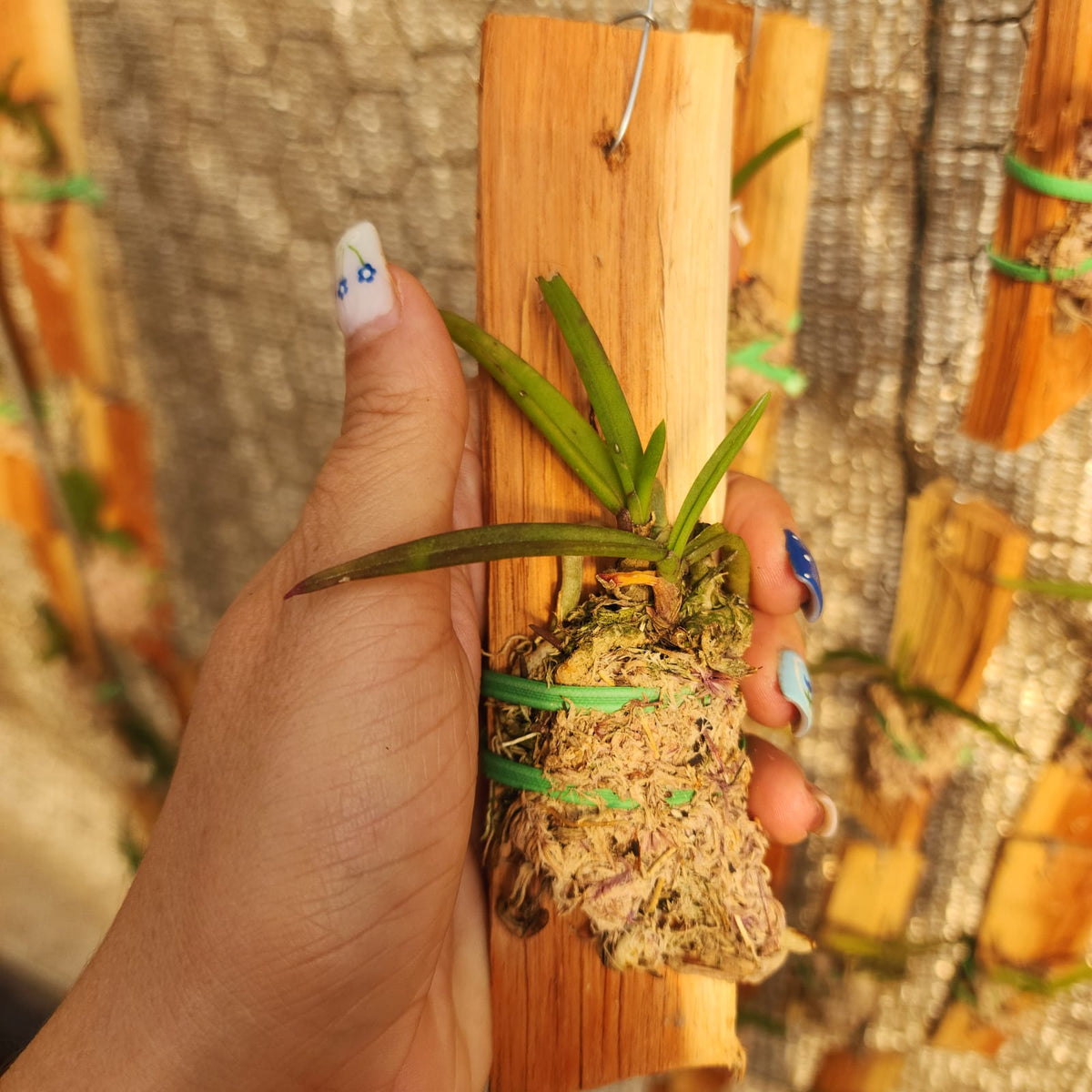MICRO ORQUÍDEAS | POMATOCALPA SPICATA - Apolonia Grade