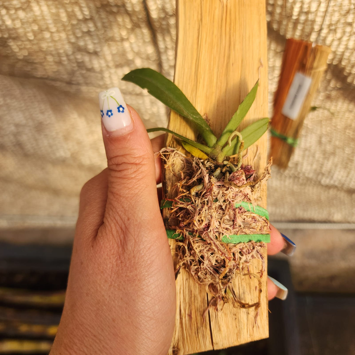 MICRO ORQUÍDEAS | POMATOCALPA SPICATA - Apolonia Grade