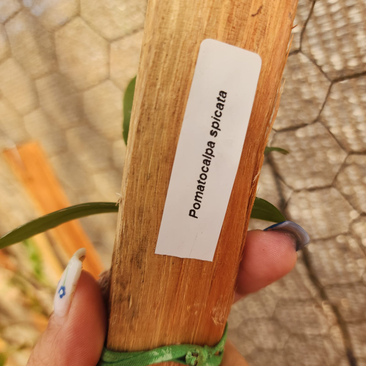 MICRO ORQUÍDEAS | POMATOCALPA SPICATA - Apolonia Grade