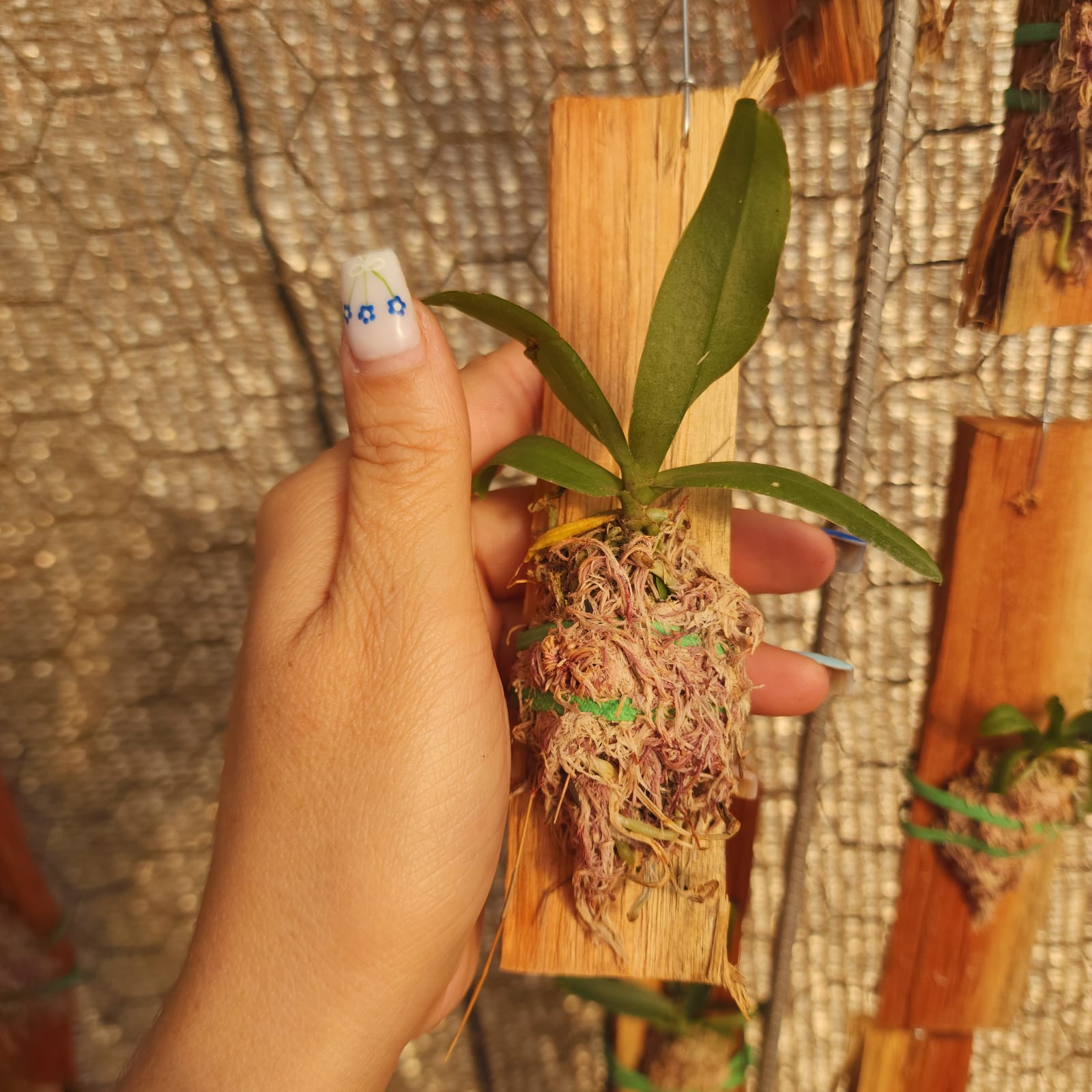 MICRO ORQUÍDEAS | POMATOCALPA SPICATA - Apolonia Grade