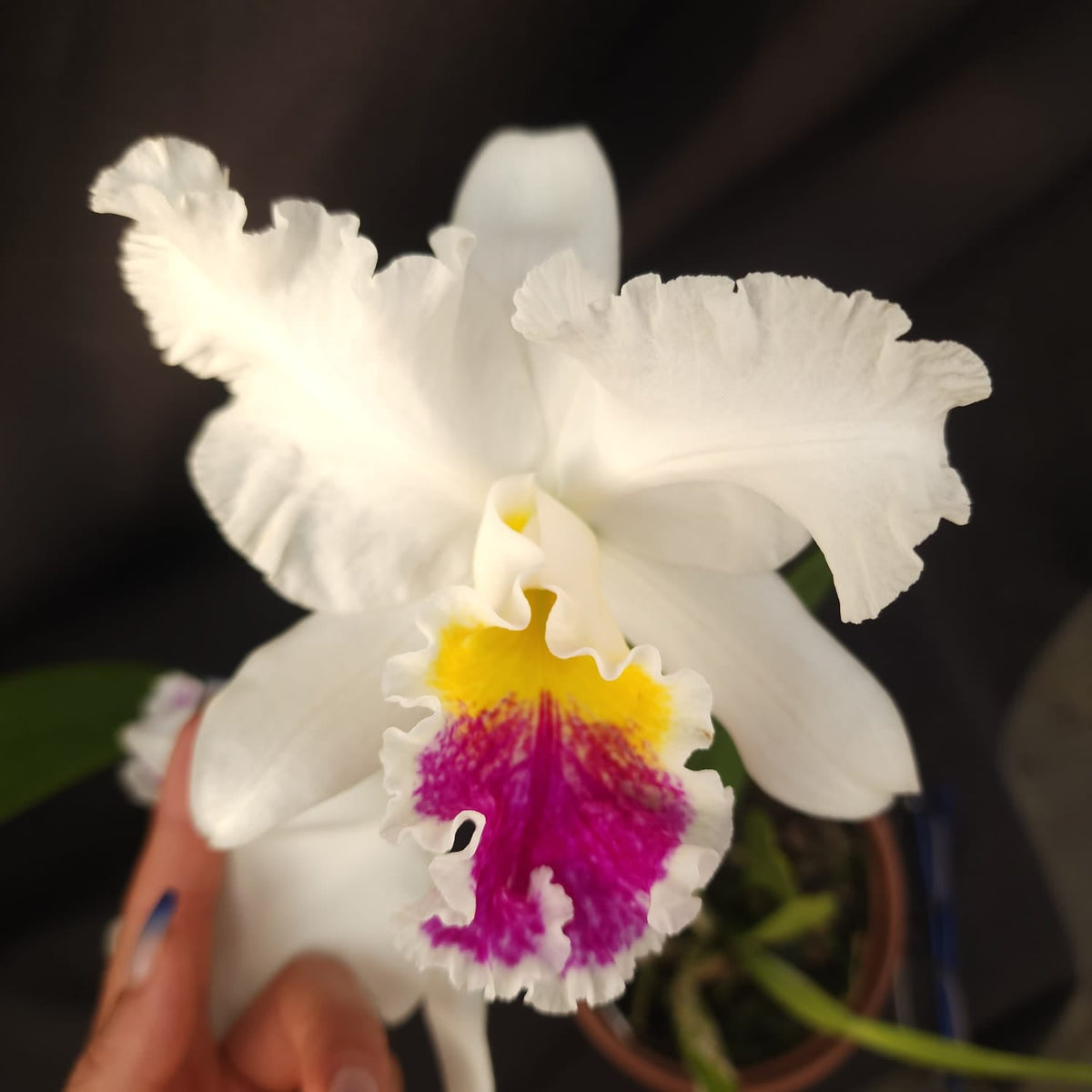 Mildred Rivers X Enid Moore | Orquídea Branca Com labelo pink intenso e amarelo - Apolonia Grade