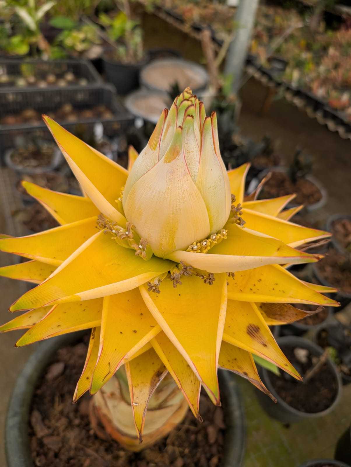 Musella Lasiocarpa | Bananeira Lotus - Apolonia Grade