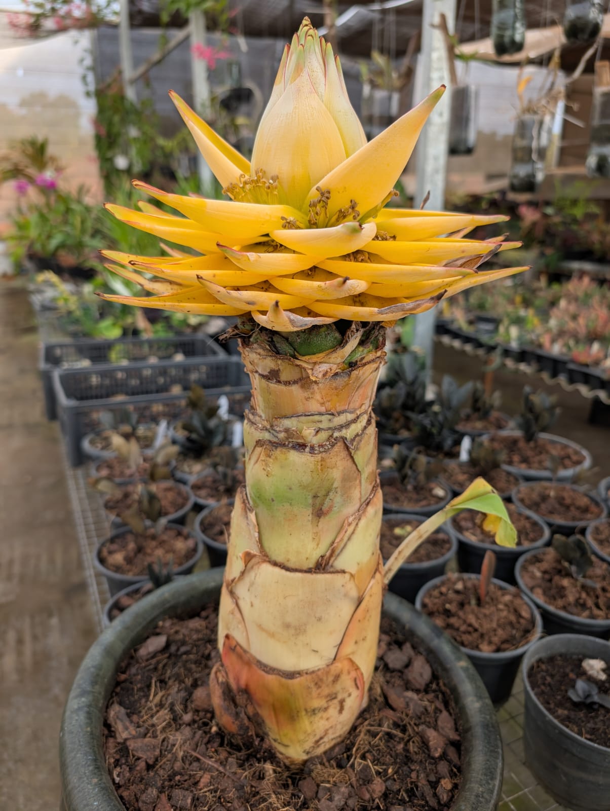 Musella Lasiocarpa | Bananeira Lotus - Apolonia Grade