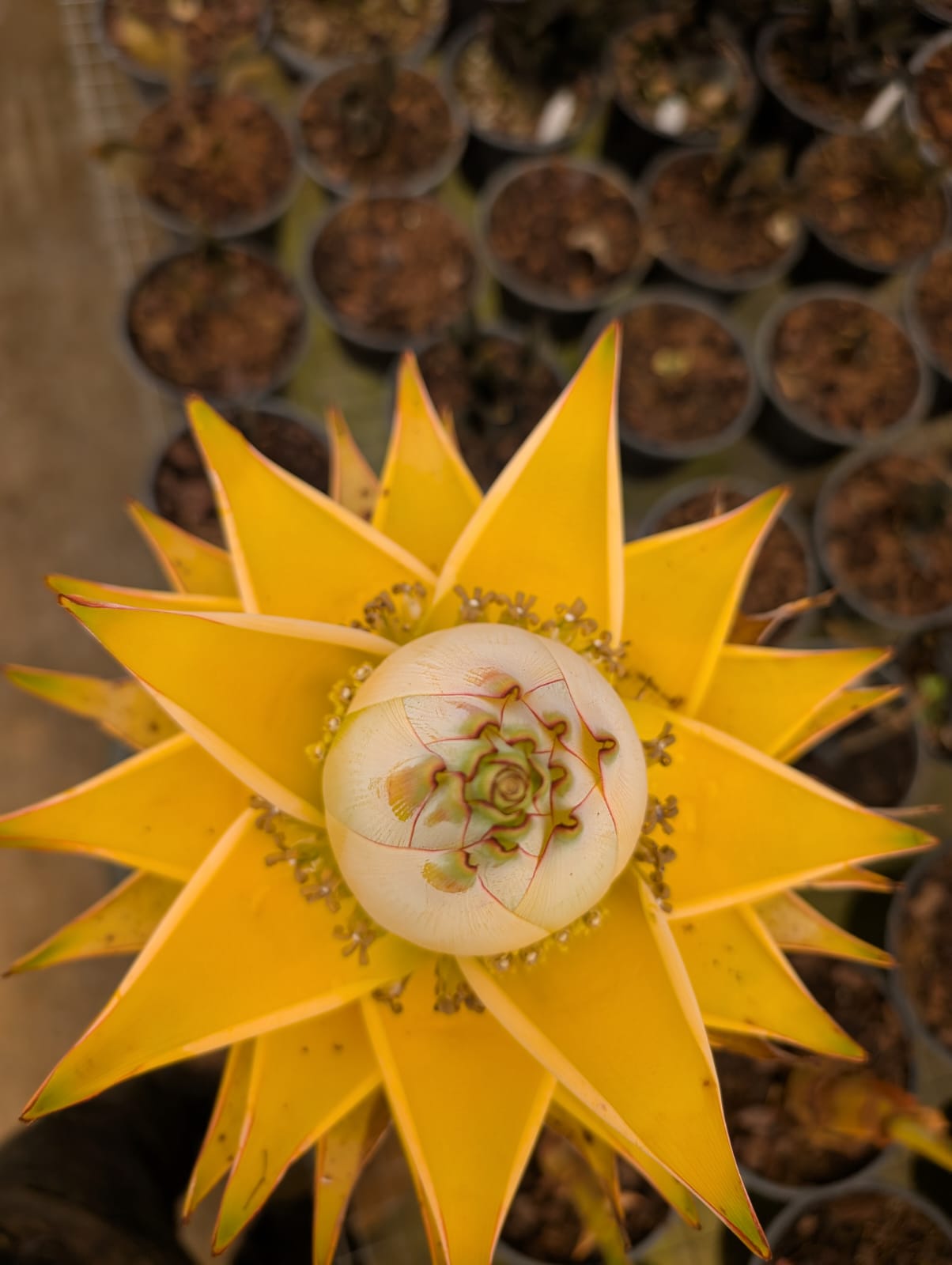 Musella Lasiocarpa | Bananeira Lotus - Apolonia Grade