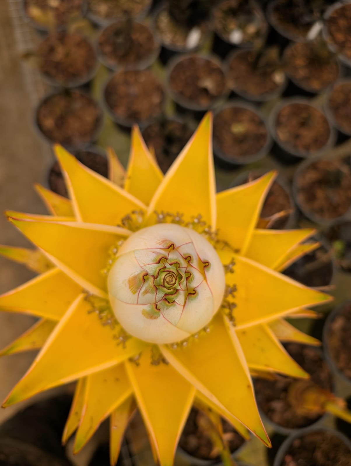 Musella Lasiocarpa | Bananeira Lotus - Apolonia Grade