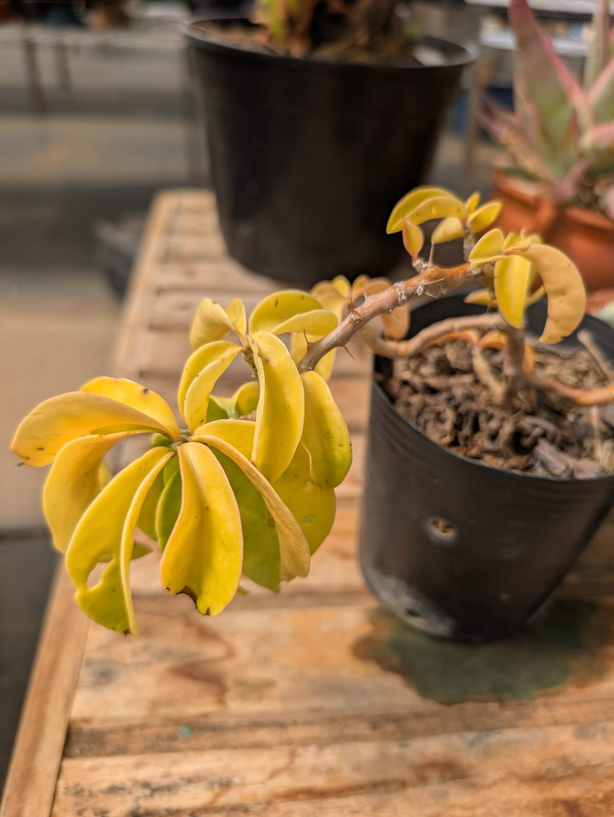 ORA PRO NOBIS - PERESKIA GODSEFFIANA RNC 00024571 - Apolonia Grade