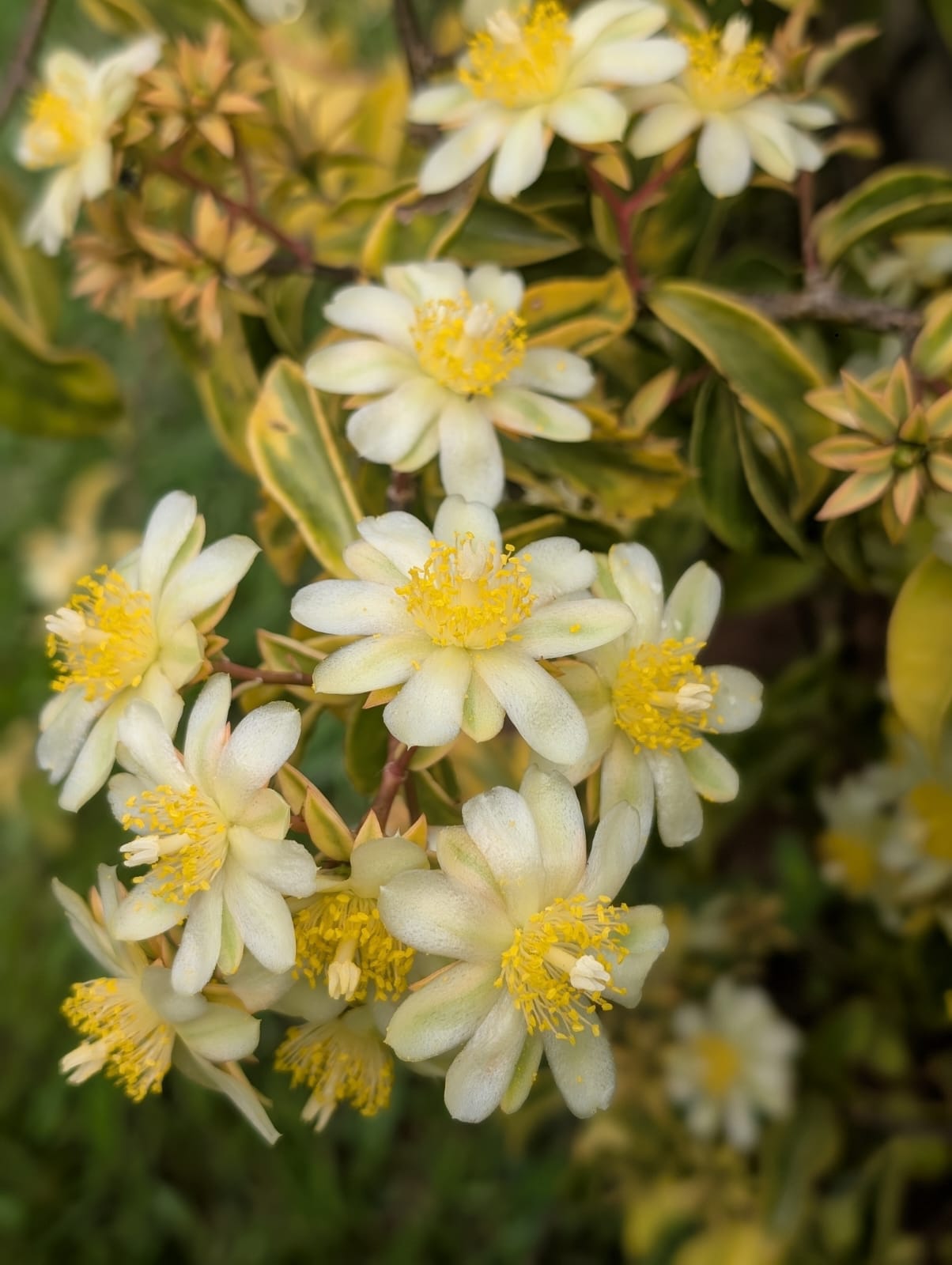 ORA PRO NOBIS VARIEGATA - PERESKIA GODSEFFIANA RNC 00024571 - Apolonia Grade