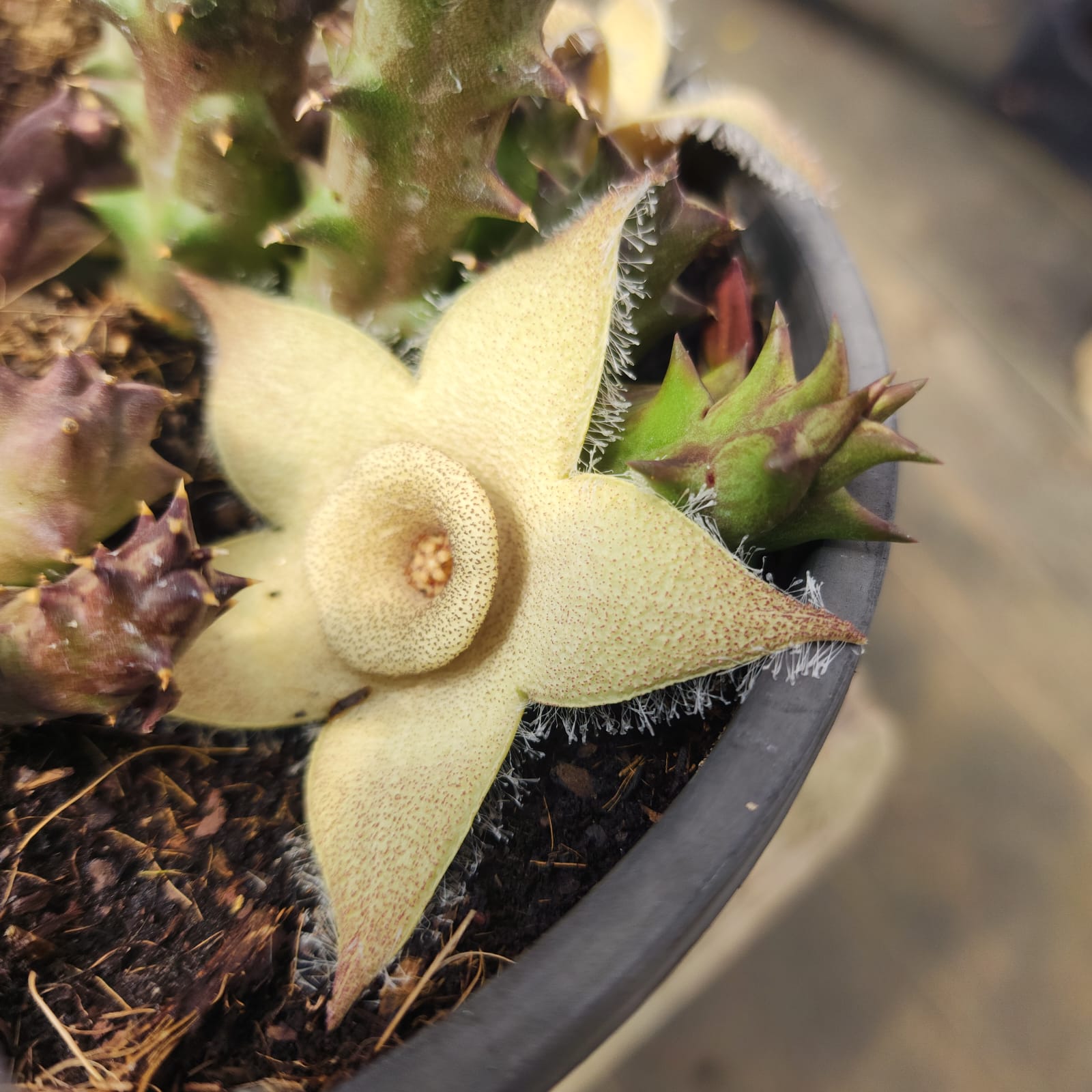 ORBEA CILIATA - CACTO ESTRELA - FEDIDINHA - Apolonia Grade