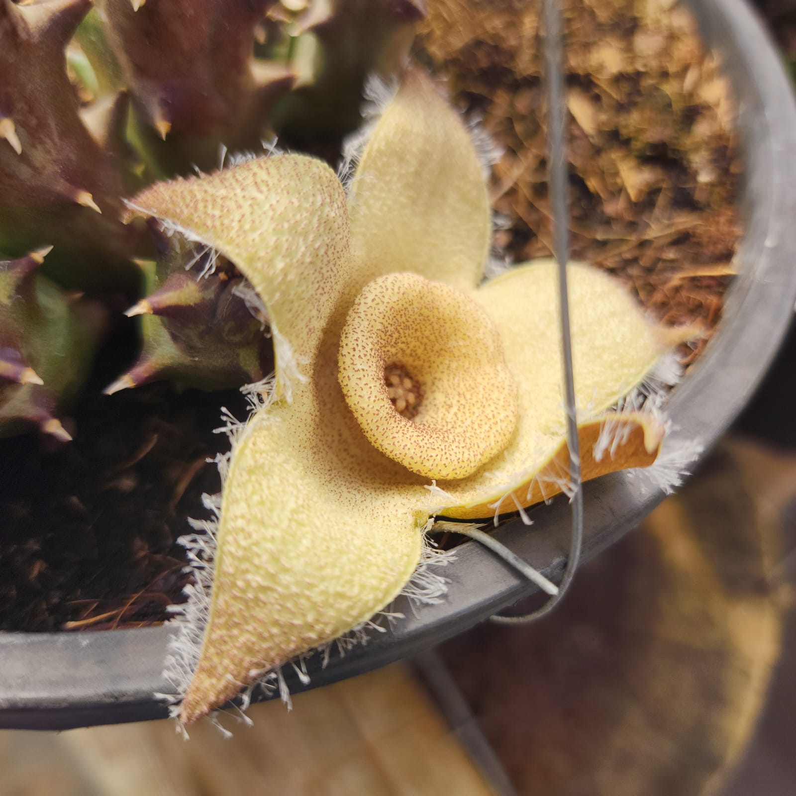 ORBEA CILIATA - CACTO ESTRELA - FEDIDINHA - Apolonia Grade