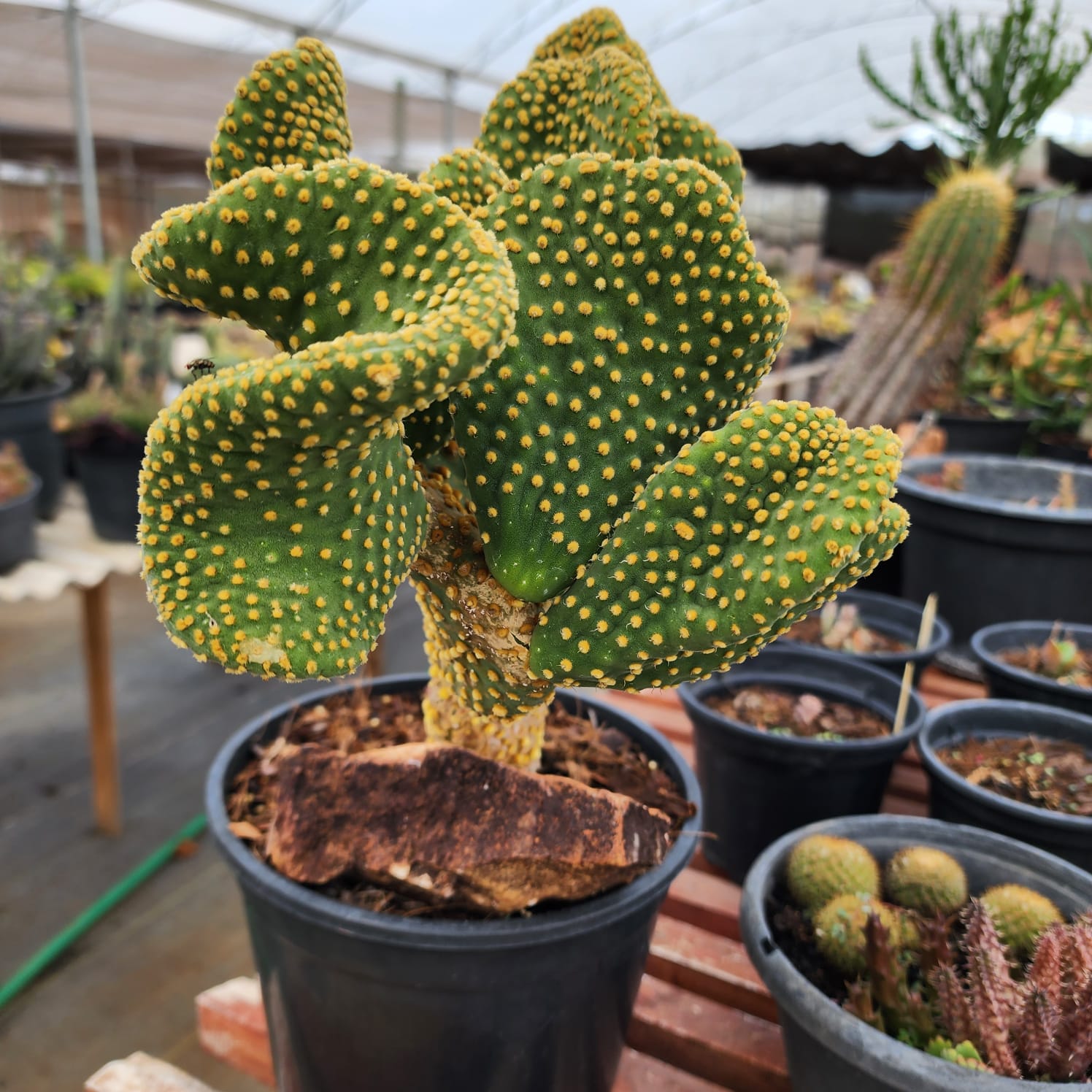 PALMA OPUNTIA CRISTATA - Apolonia Grade