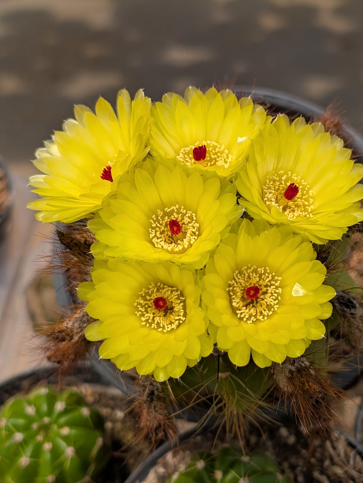 PARODIA OTONIS - CACTO - Apolonia Grade