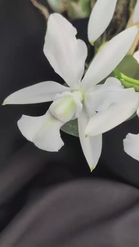CATTLEYA WALKERIANA ALBA | ORQUÍDEA BRANCA