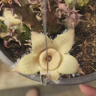 ORBEA CILIATA - CACTO ESTRELA - FEDIDINHA