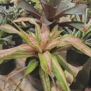 BROMELIA DYCKIA ESTEVESII