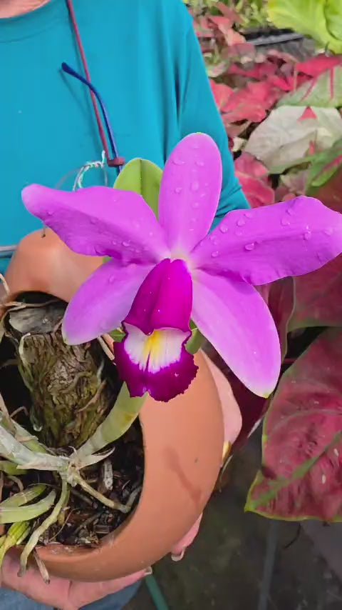 CATTLEYA VIOLACEA | ORQUÍDEA