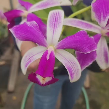 CATTLEYA VIOLACEA SEMI ALBA STRIATA | ORQUÍDEA (PLANTAS ADULTAS)