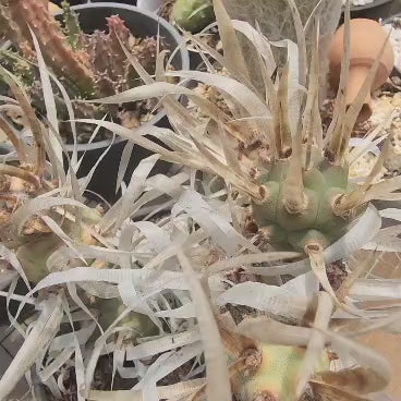 TEPHEOCACTUS ARTICULATUS VAR PAPYRACANTHUS - CACTO ESPINHOS DE PAPEL
