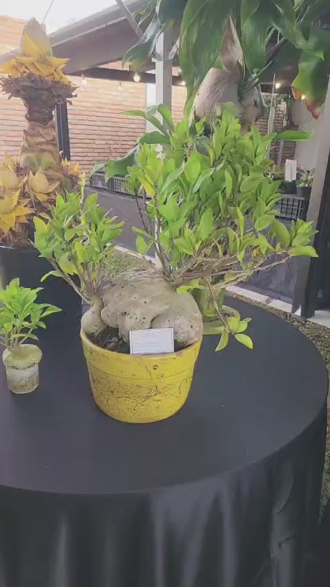 PLANTA FORMIGUEIRO | PLANTAS JOVENS - NA PANELINHA