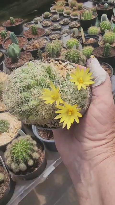 MAMMILLARIA BAUMII