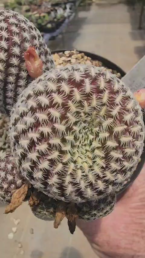 SULCOREBUTIA LANGERI - FLORES AMARELAS