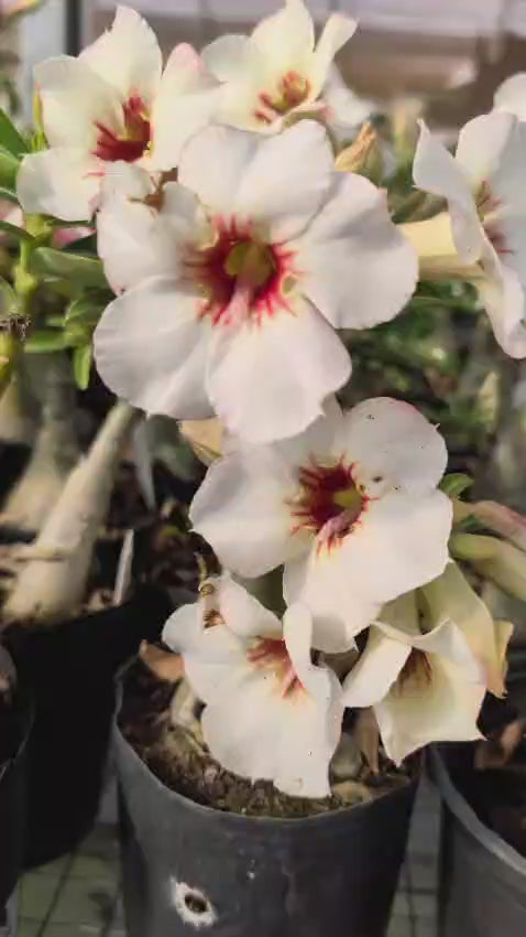 ROSA DO DESERTO NR 12 | ENXERTIA EM PLANTA GRANDE