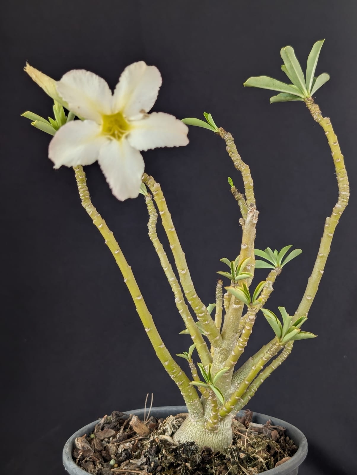 RD FLOR BRANCAS, SINGELA - Apolonia Grade