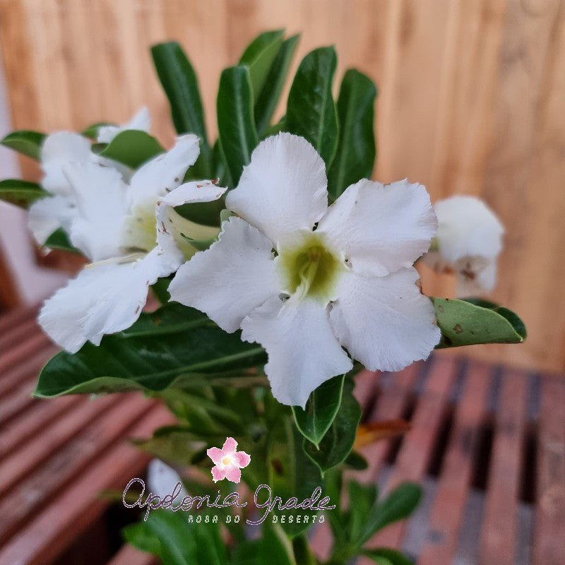 RD FLOR BRANCAS, SINGELA - Apolonia Grade