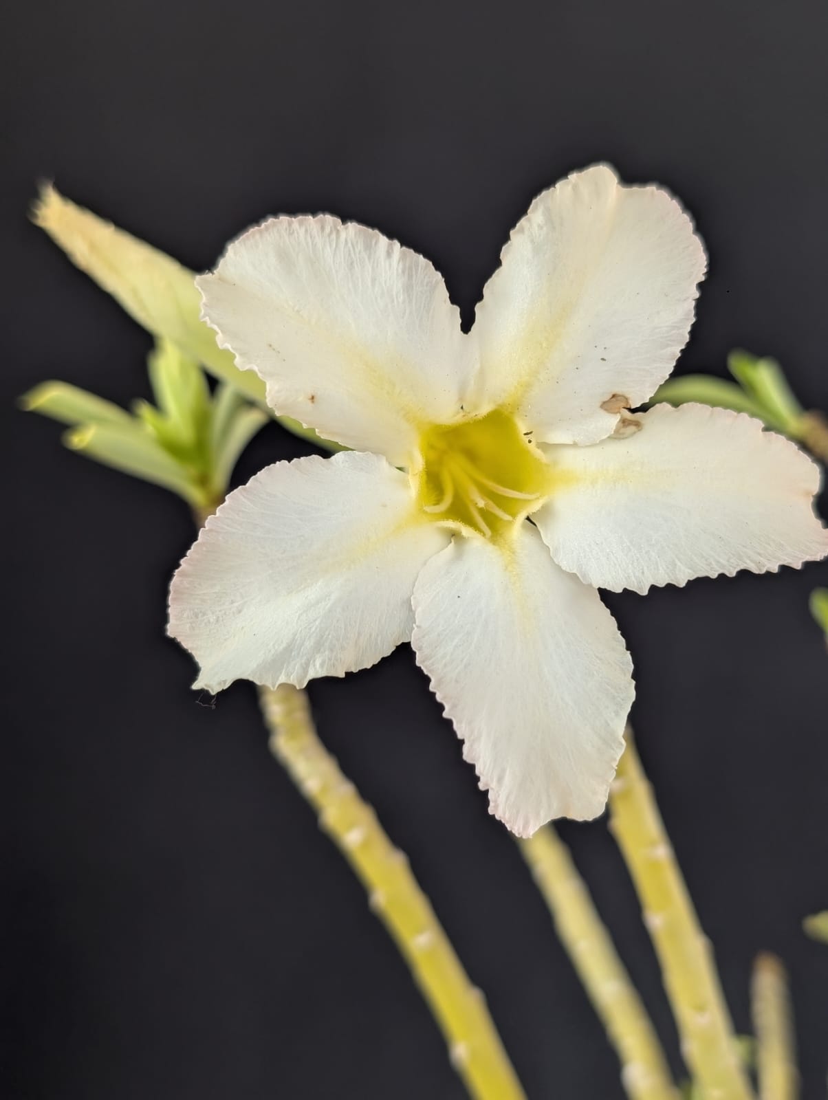 RD FLOR BRANCAS, SINGELA - Apolonia Grade