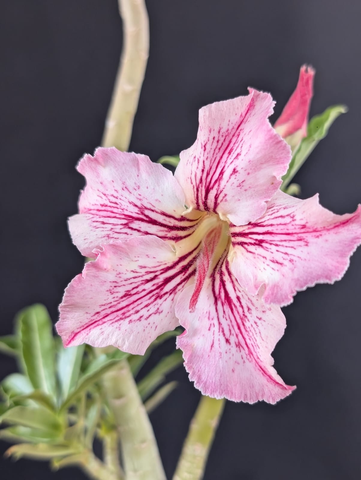 RD FLOR CARIJÓ, SINGELA - Apolonia Grade