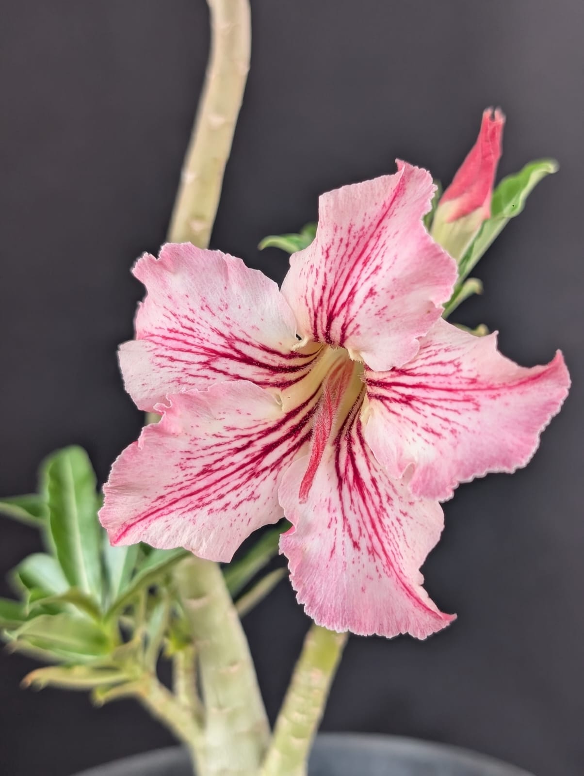RD FLOR CARIJÓ, SINGELA - Apolonia Grade