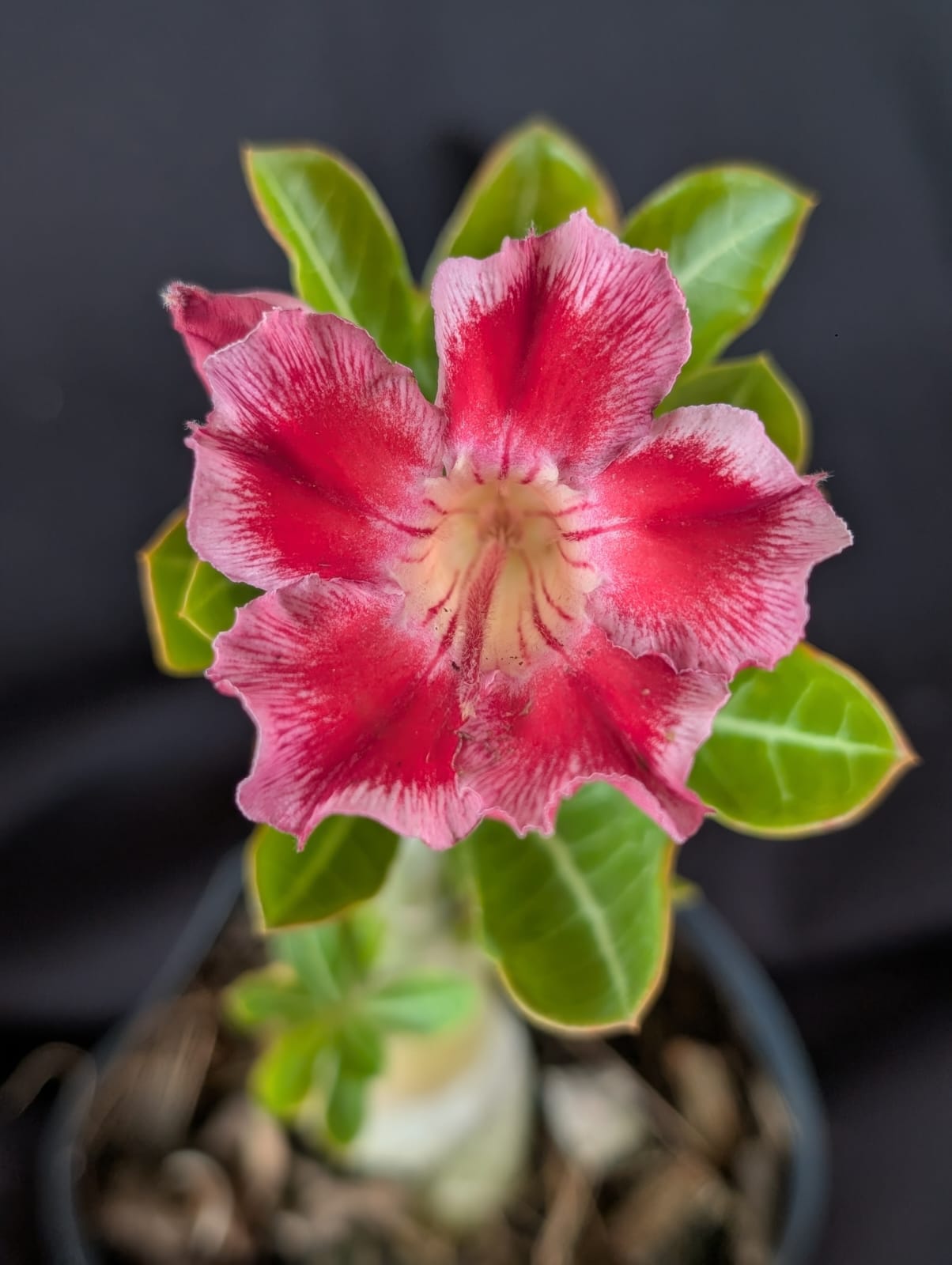 RD FLOR DALILA, SINGELA - Apolonia Grade
