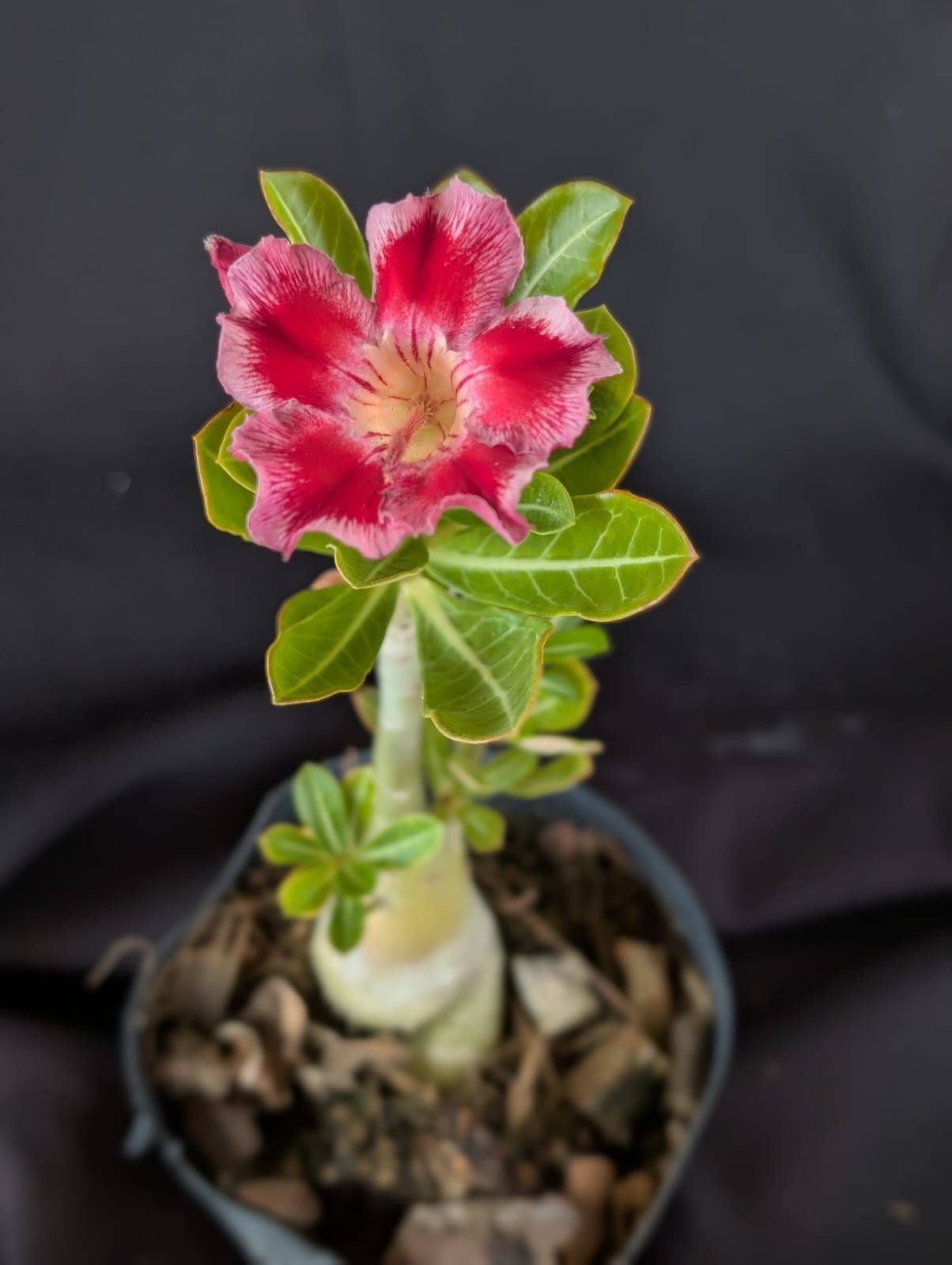 RD FLOR DALILA, SINGELA - Apolonia Grade