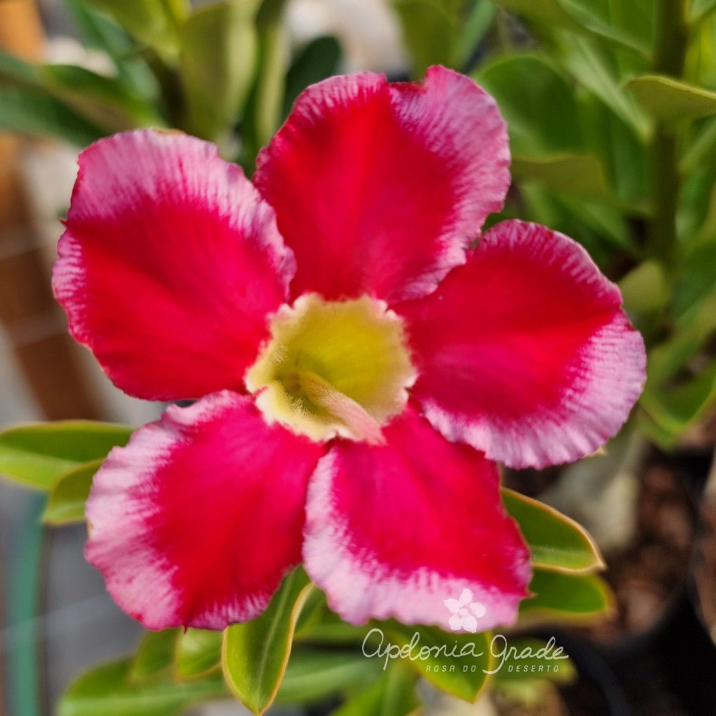 RD FLOR DALILA, SINGELA - Apolonia Grade