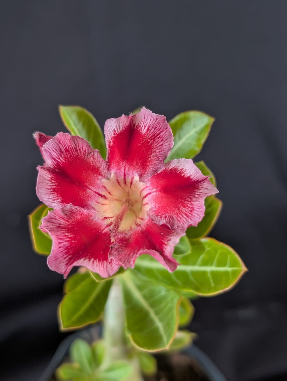 RD FLOR DALILA, SINGELA - Apolonia Grade