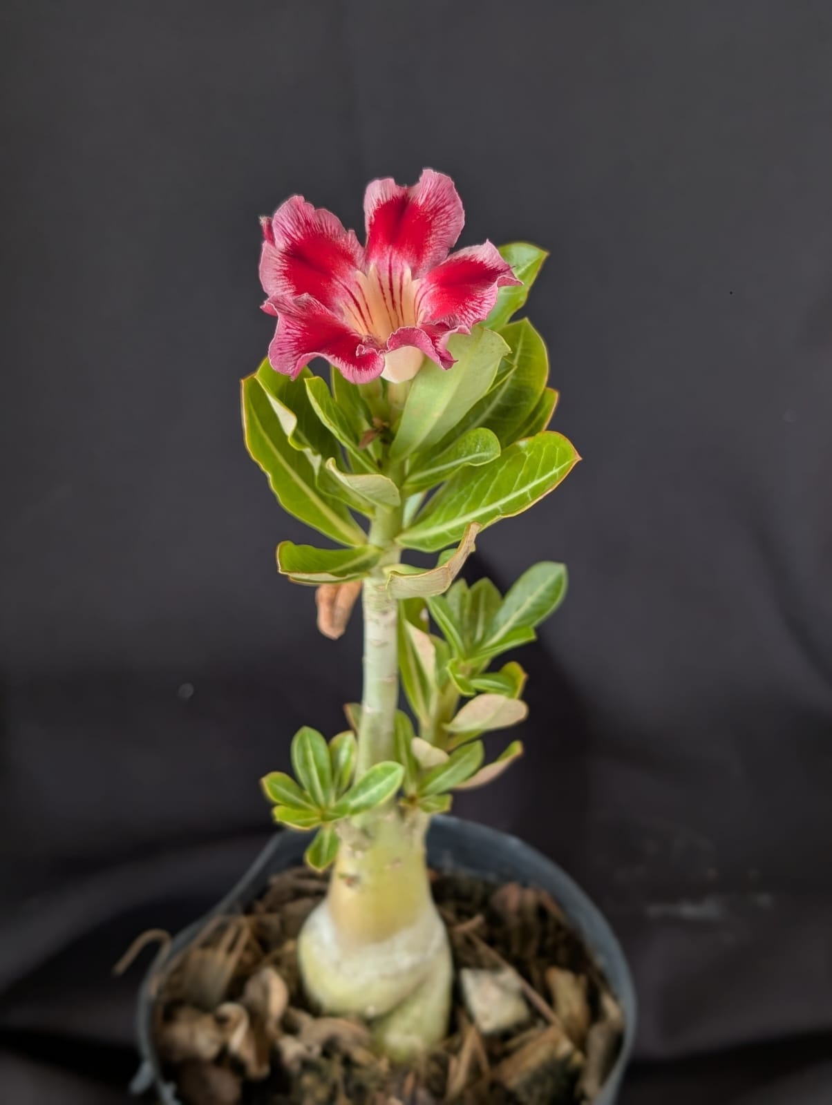 RD FLOR DALILA, SINGELA - Apolonia Grade