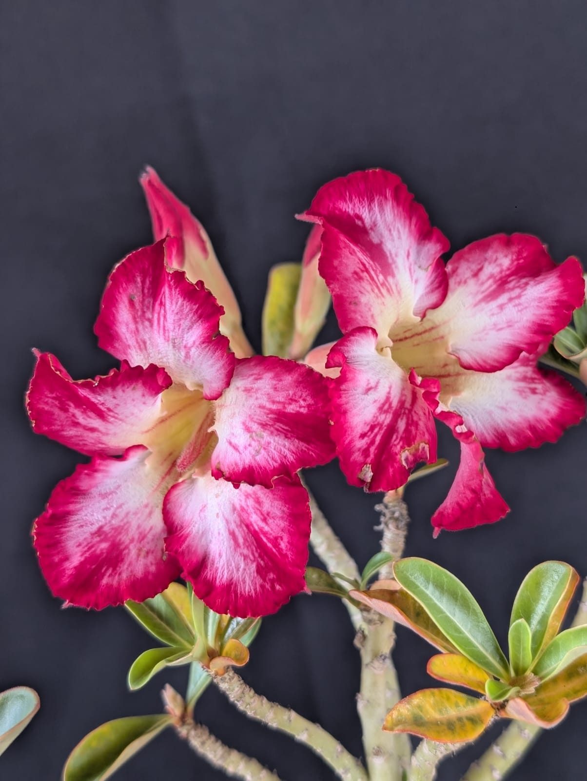 RD FLOR MATIZADA, SINGELA - Apolonia Grade