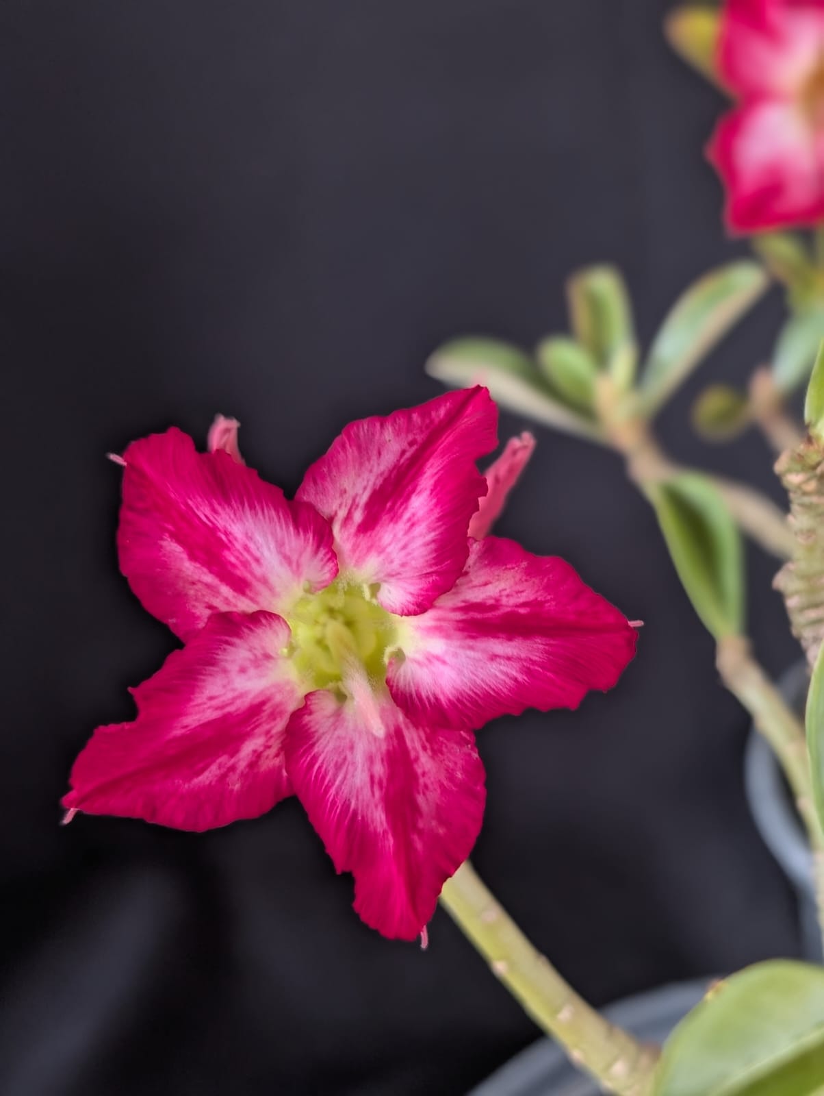 RD FLOR MATIZADA, SINGELA - Apolonia Grade