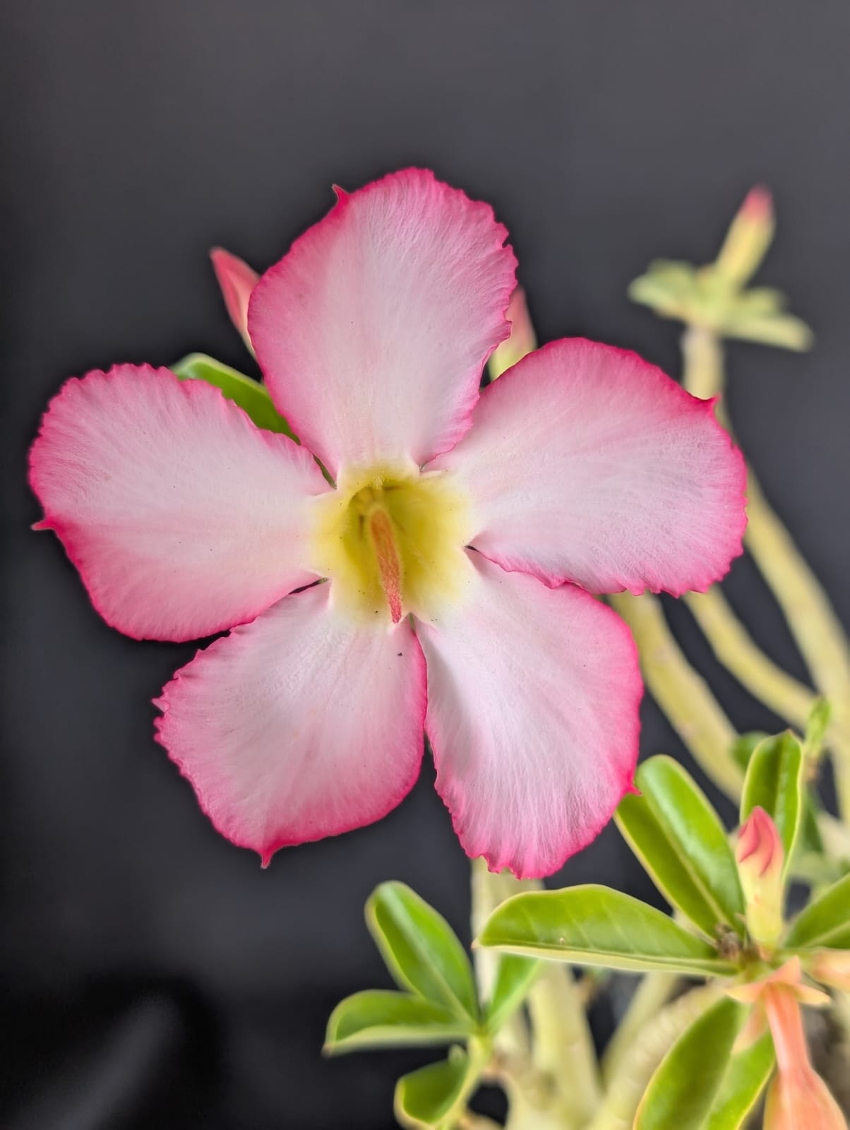 RD FLOR ROSAS DELICADAS, SINGELA - Apolonia Grade