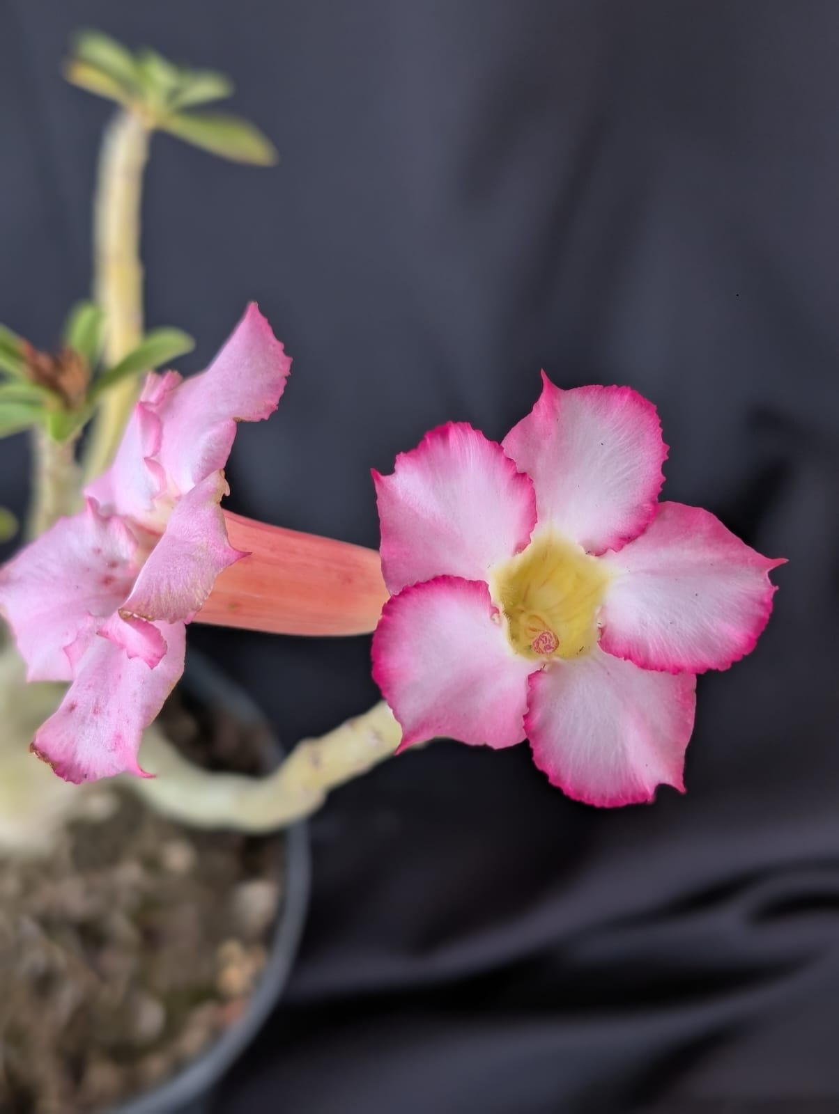 RD FLOR ROSAS DELICADAS, SINGELA - Apolonia Grade