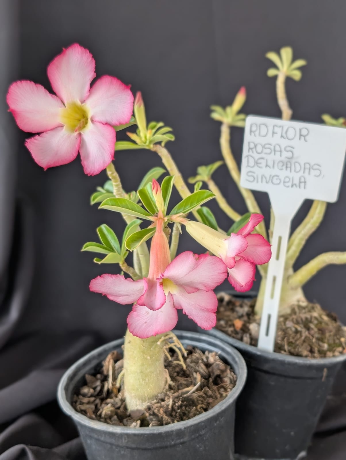 RD FLOR ROSAS DELICADAS, SINGELA - Apolonia Grade