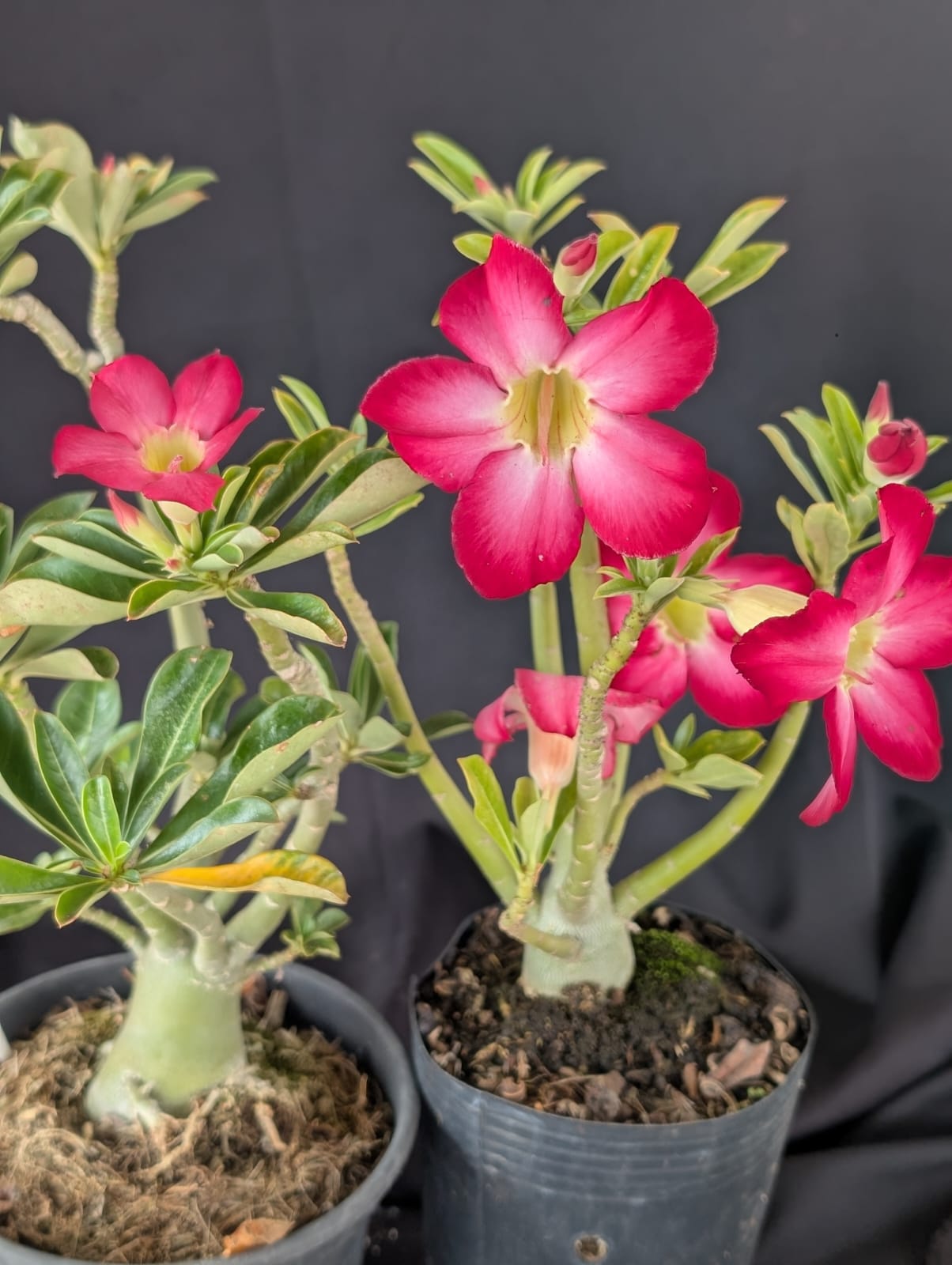 RD FLOR ROSAS INTENSAS, SINGELA - Apolonia Grade