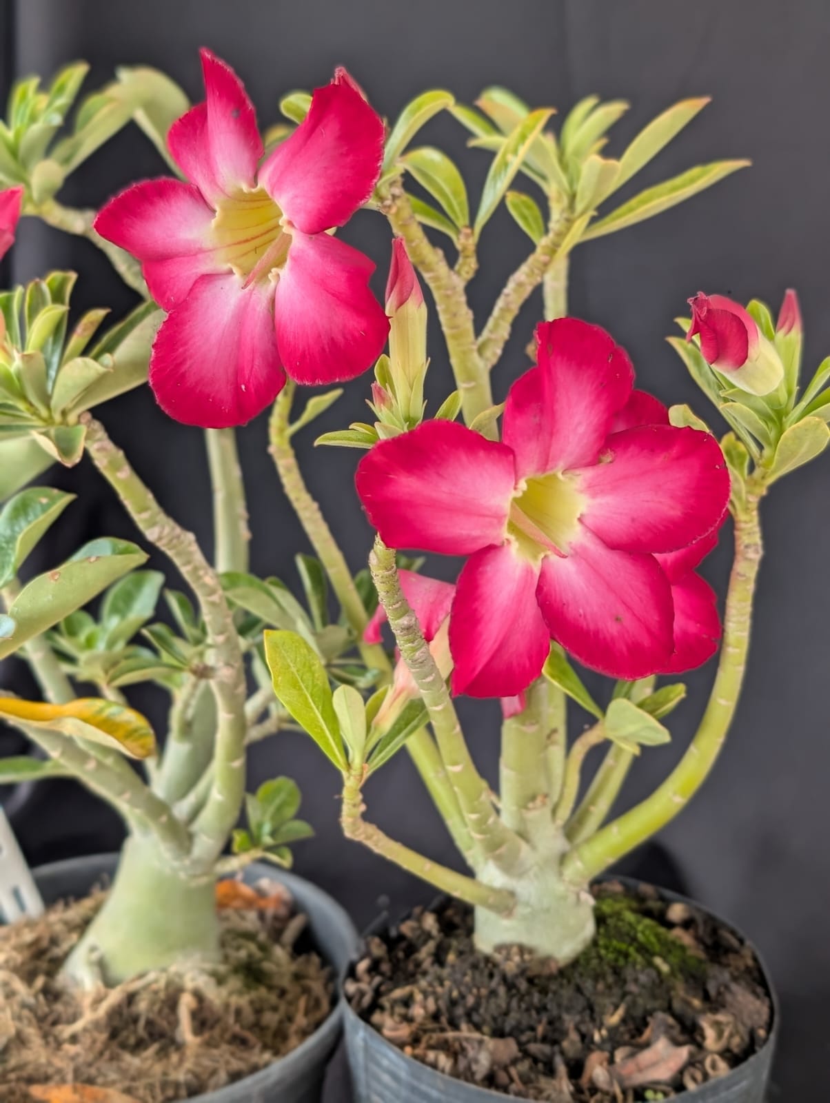 RD FLOR ROSAS INTENSAS, SINGELA - Apolonia Grade