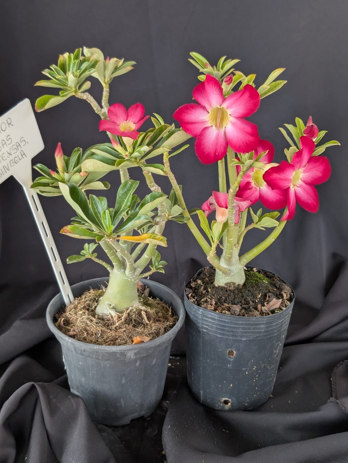 RD FLOR ROSAS INTENSAS, SINGELA - Apolonia Grade